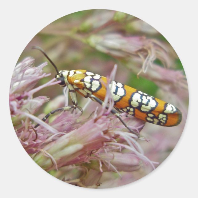 Gegenstände von Ailanthus Webworm Moth (Atteva pun Runder Aufkleber (Vorderseite)