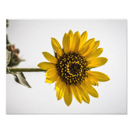 Gegenüber der Sonne Fotodruck