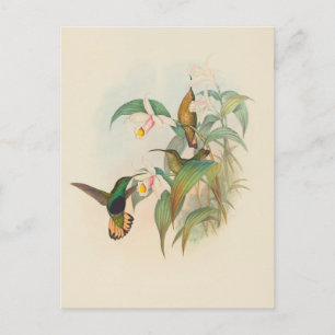 Geglätteter Samtbrustkolibri John Gould Postkarte