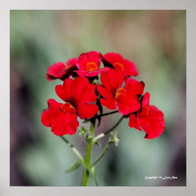 gegossen - rot poster (Vorne)