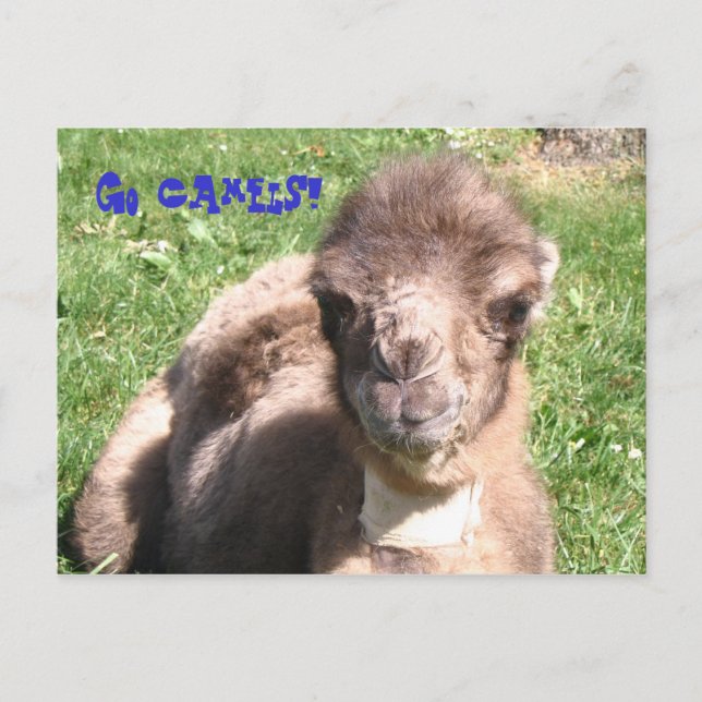 Geh Kamele! Postkarte (Vorderseite)