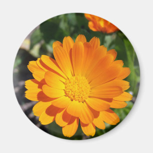 geheime Blume Magnet