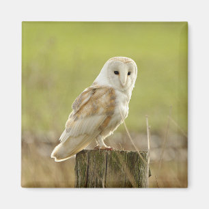 Geheimer Eulen-Vogel-TierfriedensLiebe-Schicksal Magnet