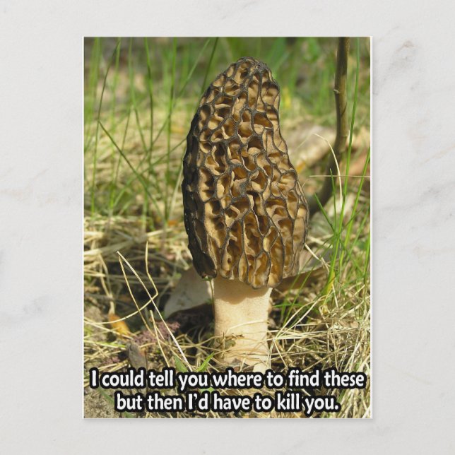 Geheimnis des Morel Hunter Postkarte (Vorderseite)