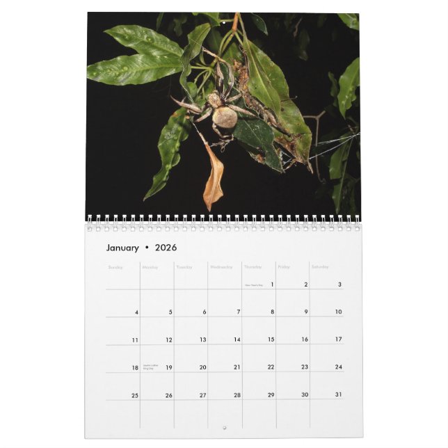Geheimnisse einer Garten-Spinne Kalender (Jan 2026)