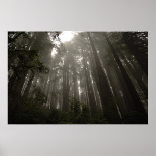 geheimnisvolle Bäume Poster