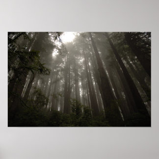 geheimnisvolle Bäume Poster