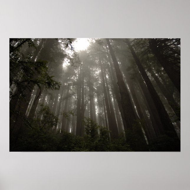 geheimnisvolle Bäume Poster (Vorne)