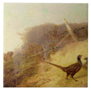 Gehen herauf Fasane auf Oktober 1. (sehen Sie Al Fliese