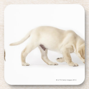 Gehender Labrador retriever-Welpe, Montage Untersetzer