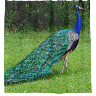 Gehender Pfau Duschvorhang