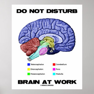 Gehirn bei der Arbeit nicht stören (anatomischer S Poster