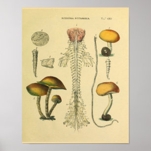 Gehirn Rückenmarksnerven Anatomie Pilze Kunstprint Poster