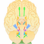 Gehirnbasis Freistehende Fotoskulptur<br><div class="desc">Augenlidbewegung und Augenlidbewegung stimulieren die Oberhaut nach unten und seitlich kauen Gesicht & Mund Touch & Schmerzen Drehungen Augen seitlich Kontrollen meisten Gesichtsausdrücke Sekretion Tränen & Speichel Hörgeräusch equillibrium Empfindung Geschmackssinn carotiden Blutdruck Sinne Aortialer Blutdruck verlangsamt Herzdruck stimuliert Verdauungsorgane Geschmack Kontrollen Trapezius & Sternokli stoide Kontrollen Schlucken Bewegungen Kontrollen Zungenbewegungen...</div>
