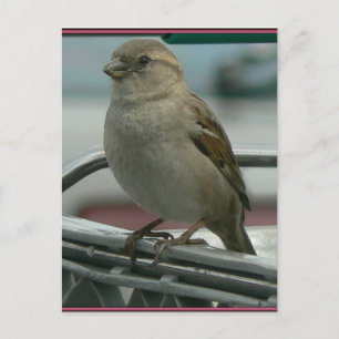 Gehobene Liebe: Cart Bird Postkarte