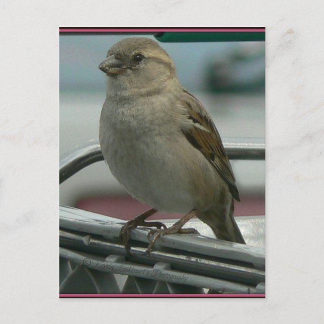 Gehobene Liebe: Cart Bird Postkarte (Vorderseite)