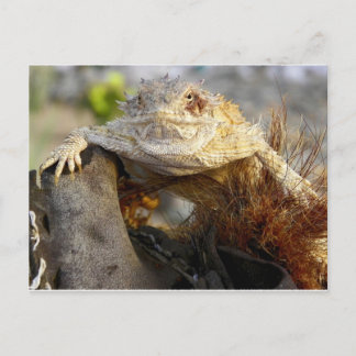 gehörnte Eidechse Postkarte