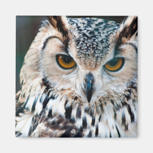 Gehörnte Eulen-Vogel-Natur-wild lebende Tiere Magnet