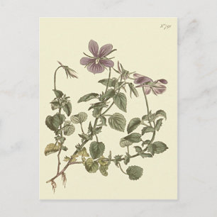 Gehörnte Veilchen-Botanische-Illustration Postkarte