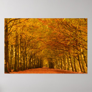 Gehweg durch den Wald im Herbstplakat Poster