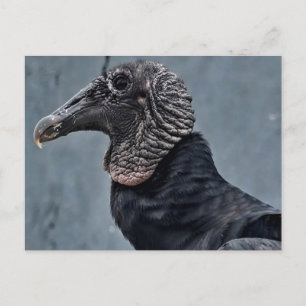 Geier Postkarte