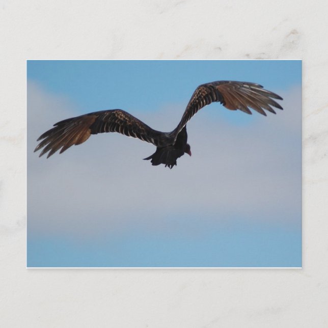 Geier Postkarte (Vorderseite)
