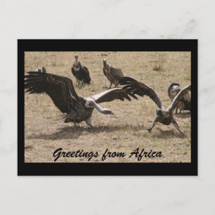 Geiertanz Postkarte