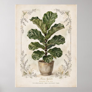Geigen-Feige Vintage-Botanikposter Poster