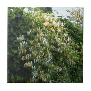 Geißblatt an einer Wand Fliese