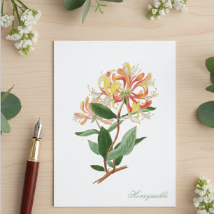 Geißblatt Rebe Vintage Botanische Postkarte