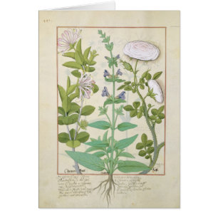 Geißblatt, Salbei und Rose