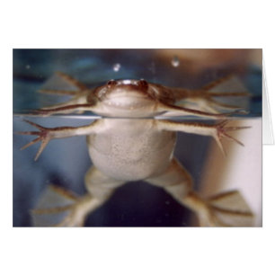 Geist der Karte vieler Beine
