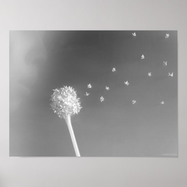 Geist des Windes Poster (Vorne)