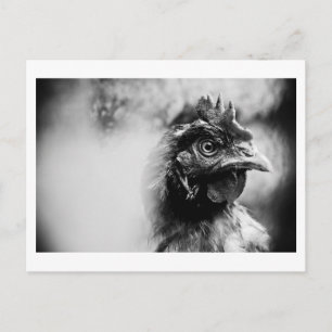 Geister und Hühner 2 Postkarte