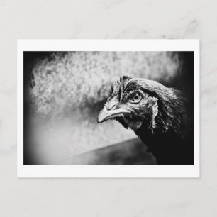Geister und Hühner Postkarte