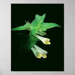 Geisterhaft weiße Wald-Wildblume Nahaufnahme Poster