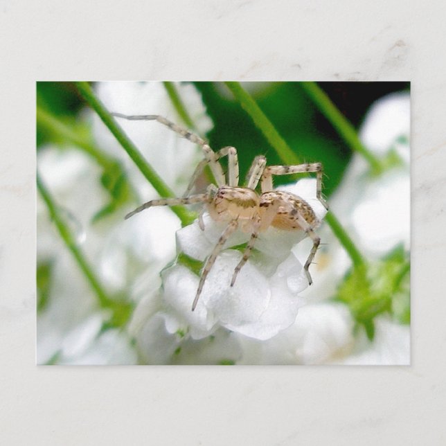 Geisterspinne (Anyphaenid) Postkarte (Vorderseite)