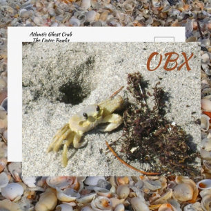Geistkrabbe OBX NC Fotografie Postkarte