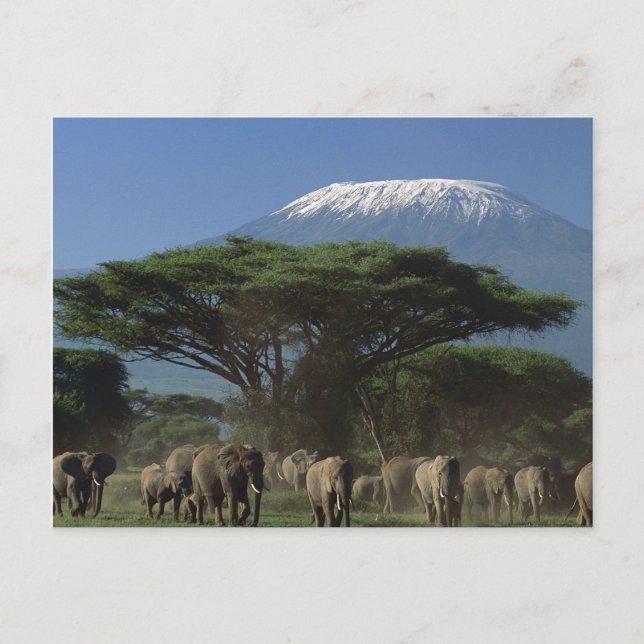 Geistliche des Mt.Kilimanjaro Postkarte (Vorderseite)