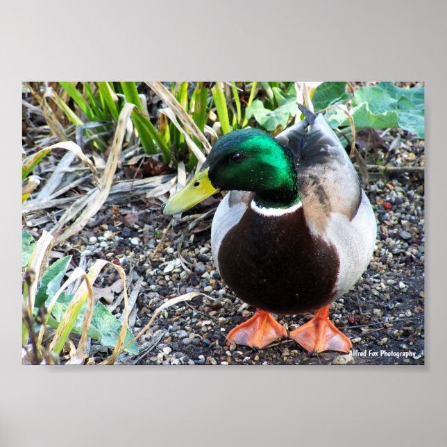 Gekleidet um zu beeindrucken poster (Vorne)