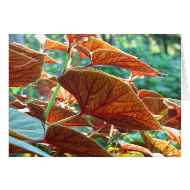 geknackt (Vorderseite (Horizontal))