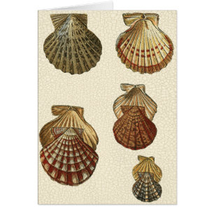 Geknisterte antike Muscheln