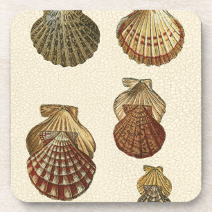Geknisterte antike Muscheln Untersetzer