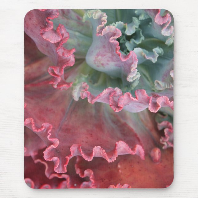 Gekräuseltes echeveria mousepad (Vorne)