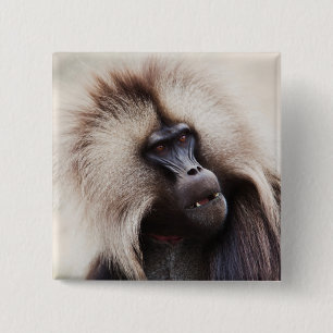 Gelada Baboon, Äthiopien Button