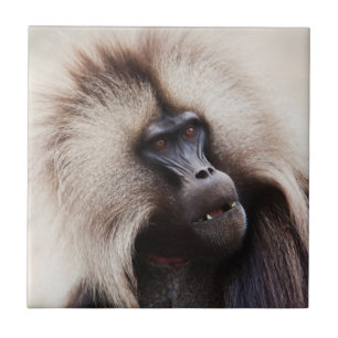 Gelada Baboon, Äthiopien Fliese