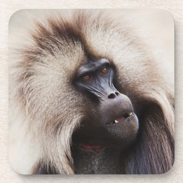 Gelada Baboon, Äthiopien Getränkeuntersetzer (Vorderseite)