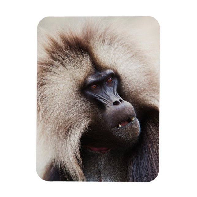 Gelada Baboon, Äthiopien Magnet (Vertikal)