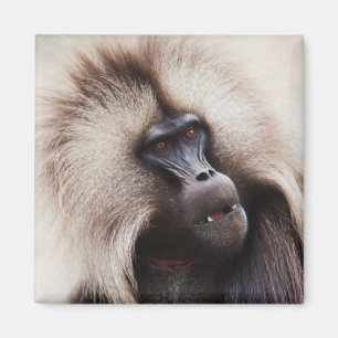 Gelada Baboon, Äthiopien Magnet