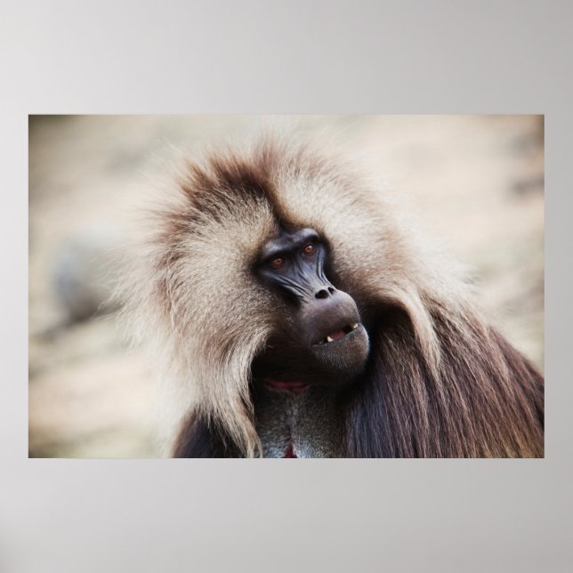 Gelada Baboon, Äthiopien Poster (Vorne)